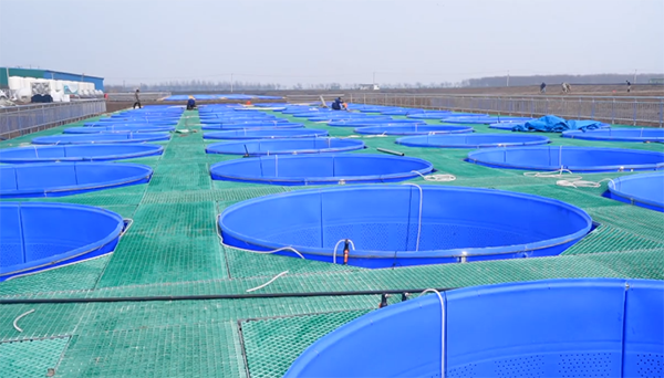 水清鱼肥，武汉转型工厂化循环水养殖模式，发病率降低70%！