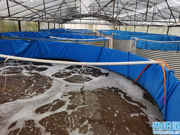 年产值2400万元！贵州大山里的工厂化循环水养虾，成功秘诀是什么？