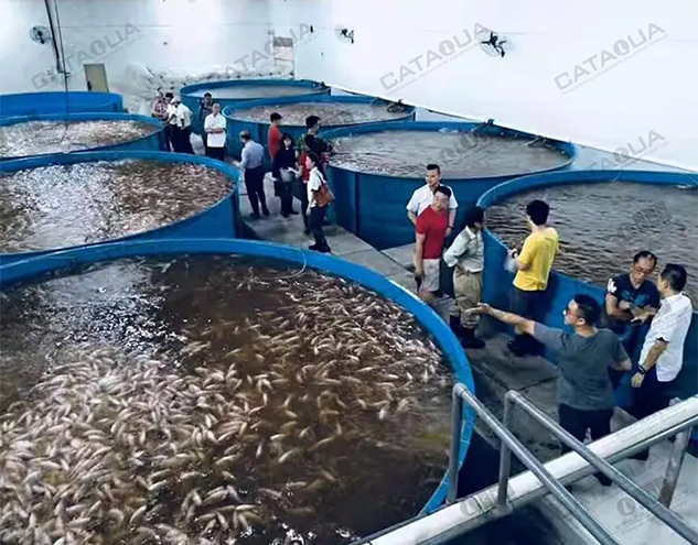 罗非鱼室内循环水养殖系统Tilapia